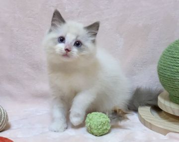 ラグドール【愛知県・男の子・2022年1月6日・ブルーポイントバイカラー】の写真「可愛らしいお顔の男の子✨」