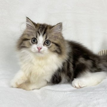 スコティッシュフォールド(立ち耳)【愛知県・女の子・2023年5月16日・ブラウンタビー&ホワイト】の写真「明るい性格の美人猫さんです💓」