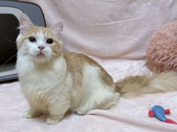 マンチカン(短足)【愛知県・男の子・2021年7月28日・レッドタビー&ホワイト（ロングヘアー）】の写真「おっとりさんな男の子♡」