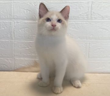 ラグドール【愛知県・男の子・2021年8月6日・ブルーポイントバイカラー】の写真「ゴロゴロ喉を鳴らしてくれる、甘えん坊くん😊」