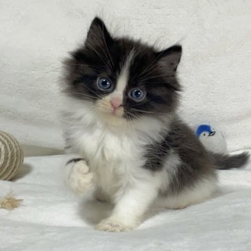 ラグドール×スコティッシュフォールド【愛知県・男の子・2023年3月19日・ブラック&ホワイト】の写真「とっても人懐っこい性格で明るい子です💕✨」