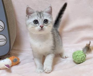 ミヌエット【愛知県・女の子・2022年1月8日・シルバータビー&ホワイト（ショートヘア）】の写真「アイラインがはっきりした美人さん💕」