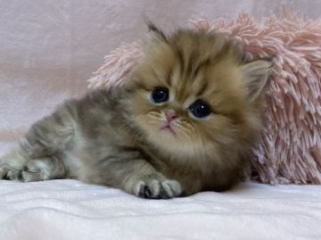 ミヌエット【愛知県・男の子・2021年10月27日・ブラウンタビー】の写真「めちゃめちゃ可愛い男の子！」