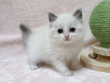 ラグドール【愛知県・女の子・2021年12月16日・ブルーポイントバイカラー】の写真「とってもキュートな女の子💛」