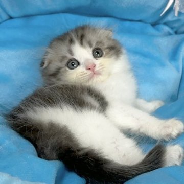 スコティッシュフォールド(折れ耳)【愛知県・男の子・2023年8月8日・シルバータビー&ホワイト】の写真「愛嬌があり過ぎる子です☺️」