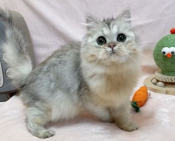 ミヌエット【愛知県・女の子・2021年10月1日・シルバーパッチドタビー（ロングヘアー）】の写真「とっても甘えん坊💓」