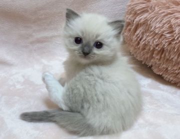 ラグドール【愛知県・男の子・2021年11月13日・ブルーポイントミテッド】の写真「甘えっ子な男の子❤︎」