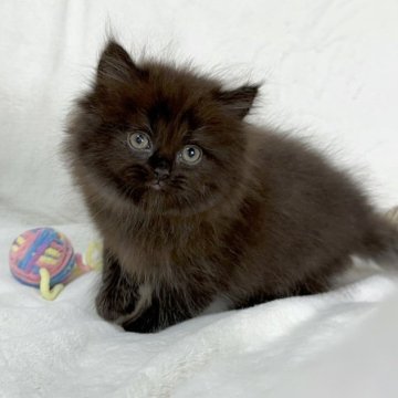 ミヌエット(長足)【愛知県・男の子・2023年2月10日・ブラック】の写真「チョコレートみたいな色で可愛い🍫💕」