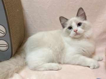 ラグドール【愛知県・男の子・2021年9月29日・ブルーポイントバイカラー】の写真「本当にかわいい男の子！！」
