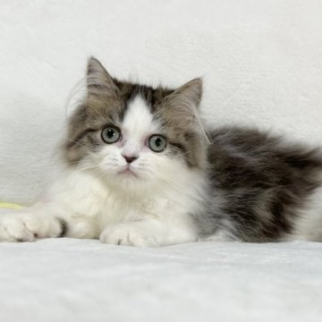 ミヌエット(長足)【愛知県・男の子・2023年2月24日・ブラウンタビー&ホワイト】の写真「タレ目がチャームポイント💕」