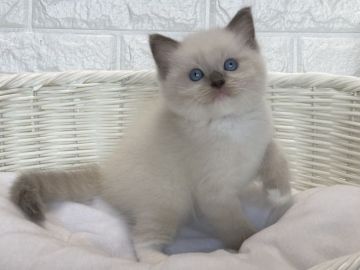 ラグドール【愛知県・女の子・2021年8月6日・ブルーポイントミテッド】の写真「遊ぶの大好き💛
離乳食の練習中です♪」