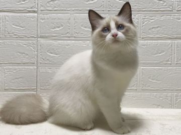 ラグドール【愛知県・女の子・2021年1月6日・シールポイントバイカラー】の写真「綺麗な八割れのバイカラーです♡」