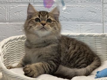 ミヌエット【愛知県・男の子・2021年6月25日・ブラウンタビー】の写真「長足のロングヘアー✨」