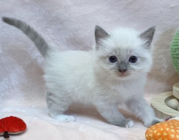 ラグドール【愛知県・女の子・2022年4月2日・ブルーポイントミテッド】の写真「めちゃめちゃ可愛い💕」