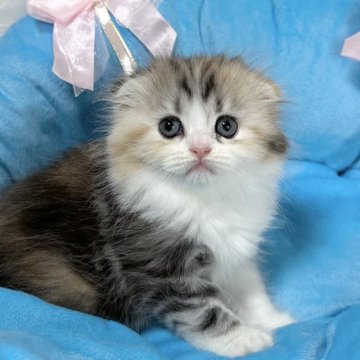 スコティッシュフォールド(折れ耳)【愛知県・女の子・2023年8月8日・シルバーパッチドタビー&ホワイト】の写真「おっとりさん☺️とっても可愛く成長してます☺️」