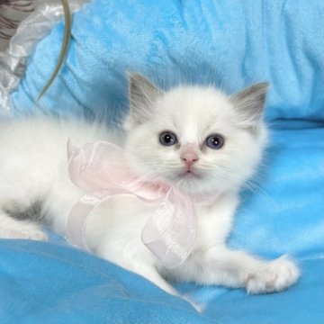 ラグドール【愛知県・女の子・2023年10月5日・ブルーポイントバイカラー】の写真「🎀の色はピンクです✨」