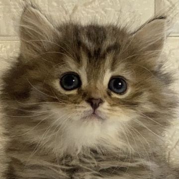 ミヌエット【愛知県・女の子・2020年11月22日・チンチラゴールデン】の写真「長足　もふもふロングくん♡」