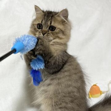 ミヌエット(長足)【愛知県・男の子・2022年8月19日・ブラウンタビー】の写真「お返事をしてくれる可愛いふわふわ子猫です💕」