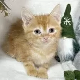 アメリカンショートヘア×ミヌエット【愛知県・男の子・2024年10月4日・レッドタビー】の写真1