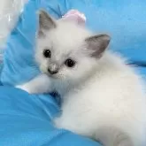 ラグドール【愛知県・女の子・2024年4月15日・ブルーポイントミテッド】の写真1