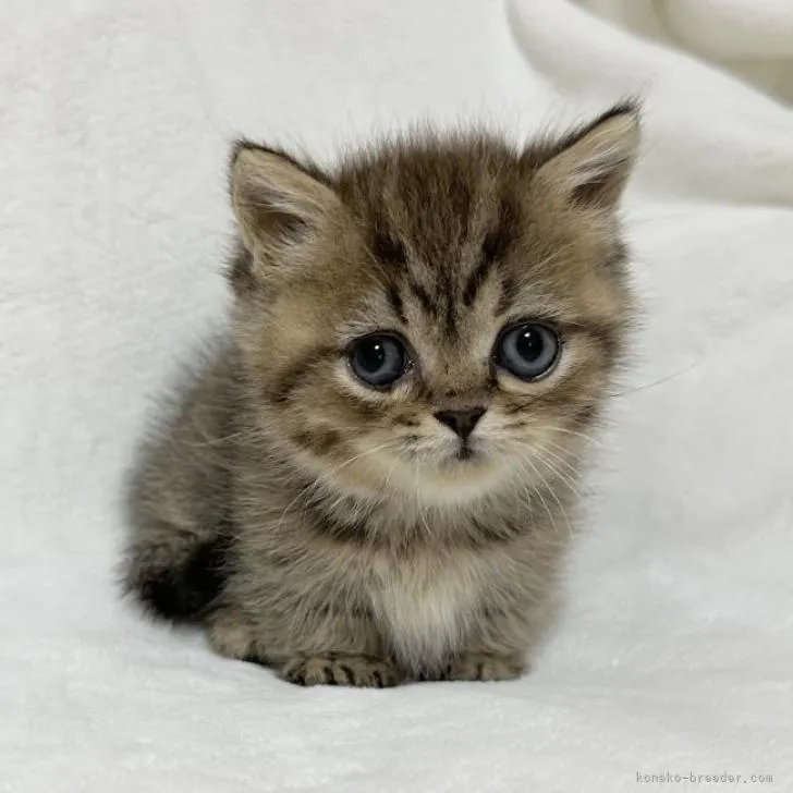 ID:2210-02448の子猫