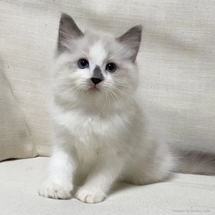 ID：2207-02163の子猫