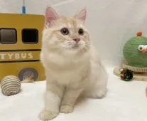 マンチカン(長足)【愛知県・男の子・2021年12月10日・カメオタビー】の写真2