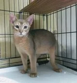 アビシニアン【愛知県・男の子・2020年11月20日・ルディ】の写真2