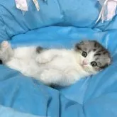 スコティッシュフォールド(折れ耳)【愛知県・男の子・2023年8月8日・シルバータビー&ホワイト】の写真2「愛嬌が..あり過ぎる...」