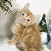 アメリカンショートヘア×ミヌエット【愛知県・男の子・2024年10月4日・レッドタビー】の写真2