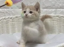 マンチカン(長足)【愛知県・男の子・2021年1月10日・クリーム&ホワイト】の写真2