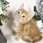 アメリカンショートヘア×ミヌエット【愛知県・男の子・2024年10月4日・レッドタビー】の写真3