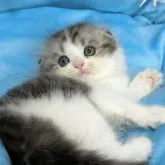 スコティッシュフォールド(折れ耳)【愛知県・男の子・2023年8月8日・シルバータビー&ホワイト】の写真3