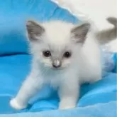 ラグドール【愛知県・女の子・2024年4月15日・ブルーポイントミテッド】の写真3