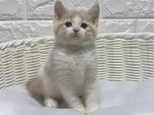 マンチカン(長足)【愛知県・男の子・2021年1月10日・クリーム&ホワイト】の写真4