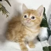 アメリカンショートヘア×ミヌエット【愛知県・男の子・2024年10月4日・レッドタビー】の写真5