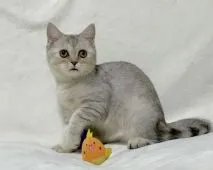 ミヌエット(長足)【愛知県・女の子・2022年5月27日・シルバーパッチドタビー】の写真5