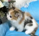 ラグドール×スコティッシュフォールド【愛知県・女の子・2024年8月26日・キャリコ】の写真5