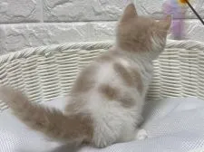 マンチカン(長足)【愛知県・男の子・2021年1月10日・クリーム&ホワイト】の写真5