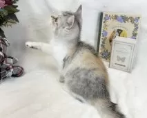 ミヌエット(長足)【愛知県・女の子・2024年12月19日・シルバーパッチドタビー&ホワイト】の写真6