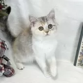 ミヌエット(長足)【愛知県・女の子・2024年12月19日・シルバーパッチドタビー&ホワイト】の写真4