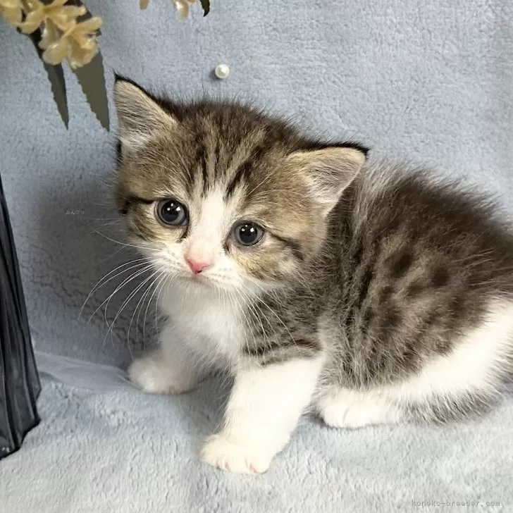 ID：2508-02907の子猫