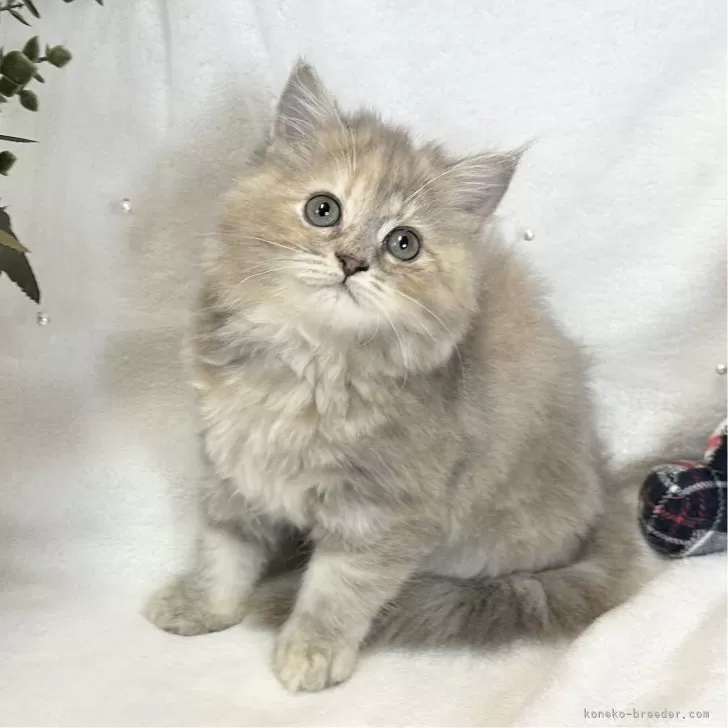 ID：2504-01227の子猫