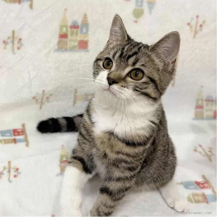 M.A 様のお迎えした子猫