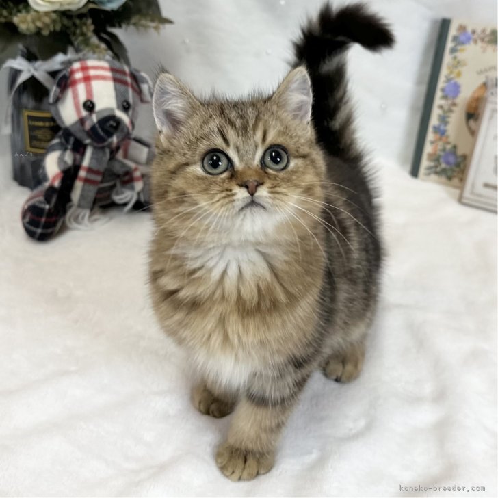 ブリーダー画像