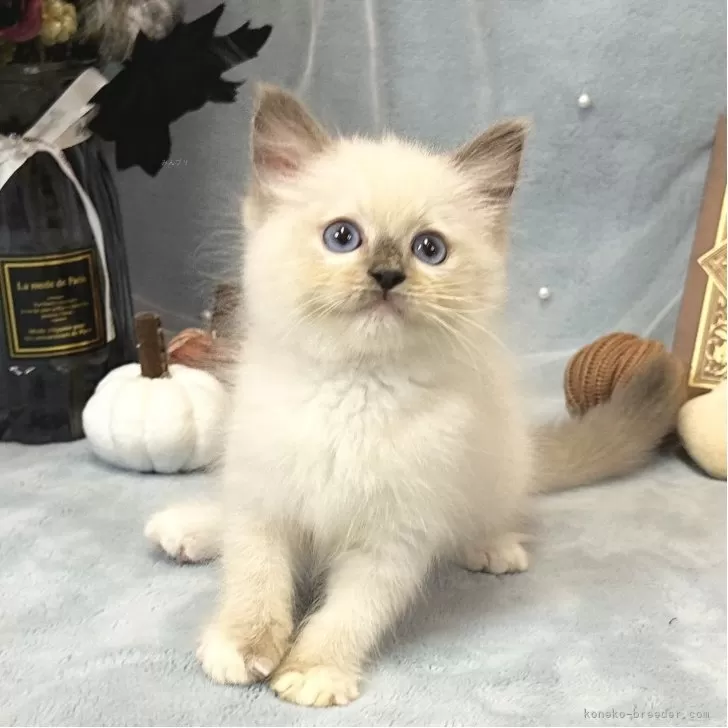 ラグドール【愛知県・女の子・2025年7月30日・ブルーポイントミテッド】の写真1