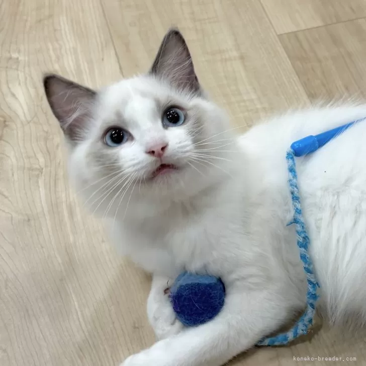 ラグドール【愛知県・男の子・2025年8月31日・ブルーポイントバイカラー】の写真1「にこっ😸」