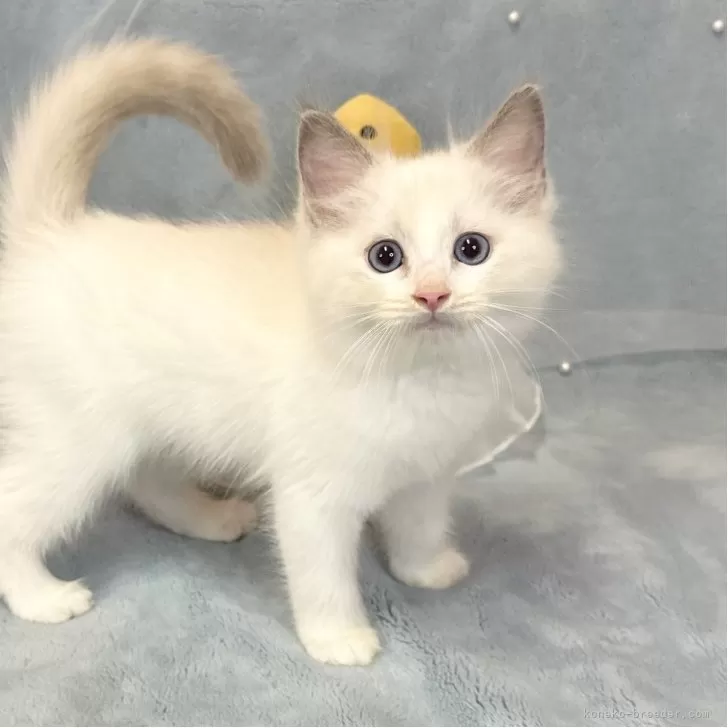 ID：2508-00375の子猫