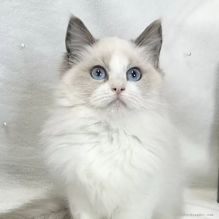 ID:2503-00986の子猫