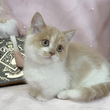 マンチカン(短足)【愛知県・女の子・2025年9月10日・クリームタビー&ホワイト（ショートヘア）】の写真「お目目もお顔もまるまる🩷✨」